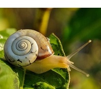 Escargot