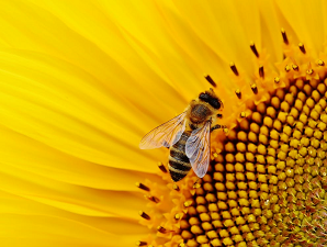 Journée mondiales de l'abeille
